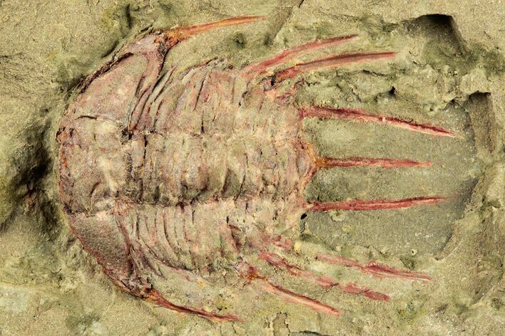 Selenopeltis Trilobite With Red Spines - Fezouata Formation #270544